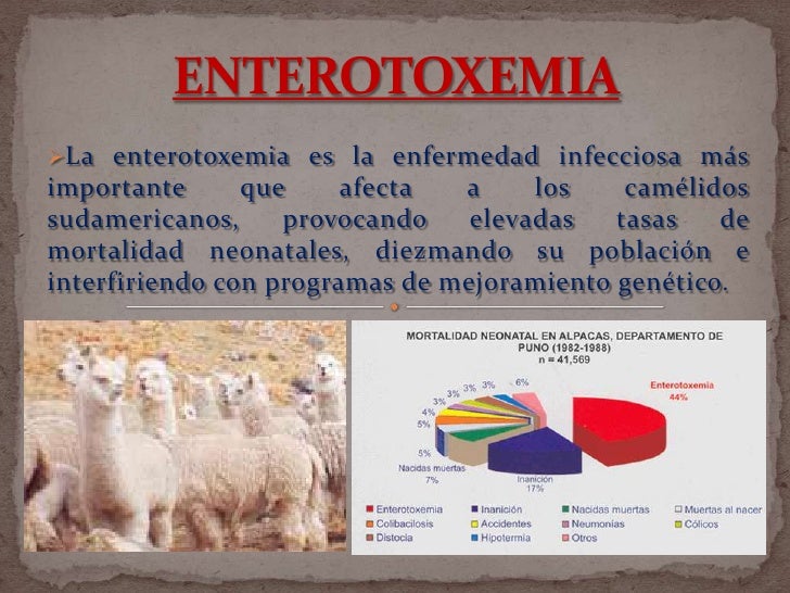 enterotoxemia en alpacas